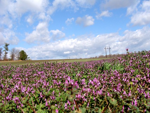 flowers blue sky flower beautiful field spring weeds weed purple southcarolina lavender mint lovely agriculture bello lamium lamiaceae henbit lamiumamplexicaule andersoncounty