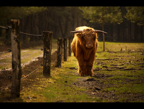holland nature netherlands animal landscape countryside cattle highlandcattle landside wezep