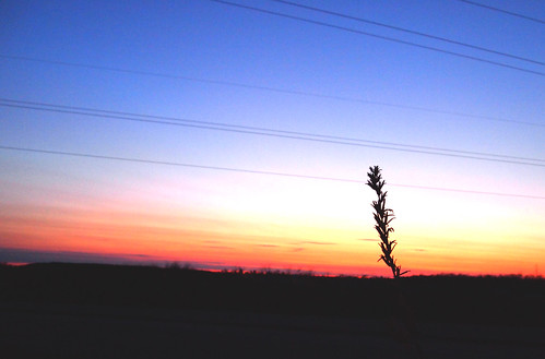 sunrise wheat scenic tevis