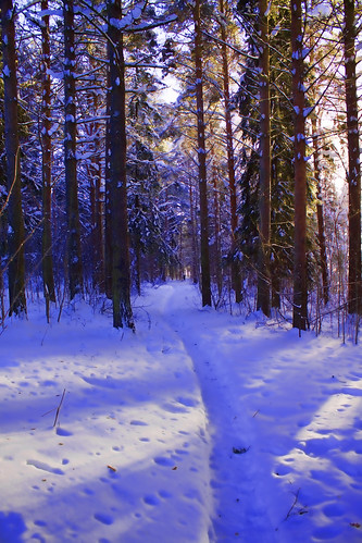 trees winter sunlight path östersund