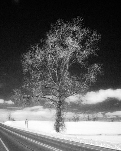 winter snow tree infrared filterhoyar72 olympusmzuikodigital17mmf28 olympuszuikodigital17mmf28pancake olympuspenepl1micro43micro43 olympuspenvf2viewfinder