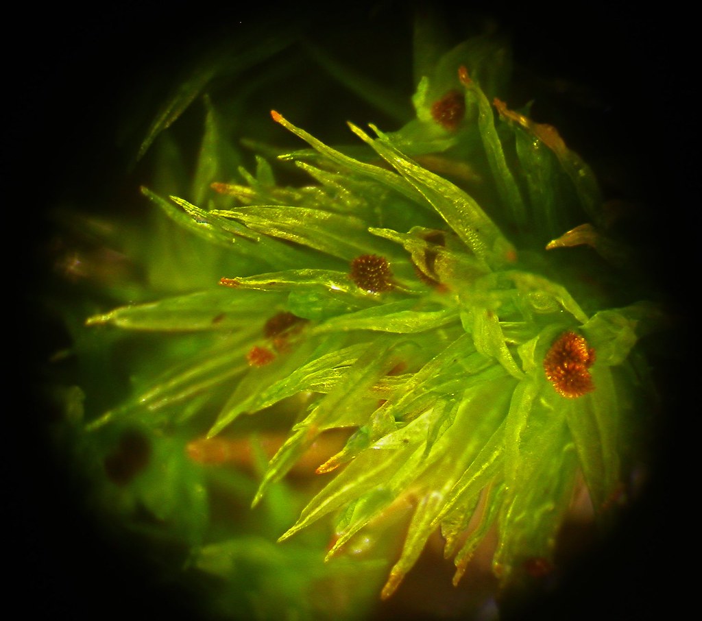 Ulota phylantha moss