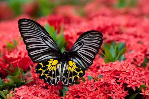 nature butterfly thailand nikon bangkok d3 physis nongbualamphu tqp naturesgreenpeace