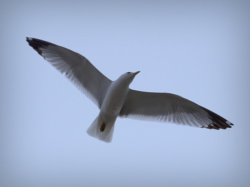 park toronto ontario canada bird fly seagull gull air prey smythe