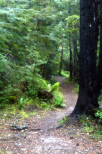 newzealand tree lensbaby forest canon track canterbury pinhole trail dslr 400d rydefalls lensbabycomposer oxfordforest
