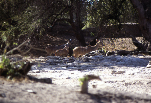 africa nature reserve safari antelope zimbabwe waterhole kudu