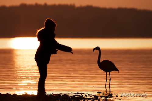 sunset red orange sun lake reflection bird water girl silhouette standing sunrise bayern bavaria person mirror see kid swan child legs dusk flamingo leg figure late feed outline chiemsee afterglow