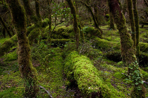 trees newzealand green creek forest canon landscape island moss south scenic nz southisland cascade atmospheric fiordland cascadecreek fiordlandnationalpark martindavies63