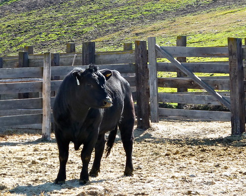 ranch bull