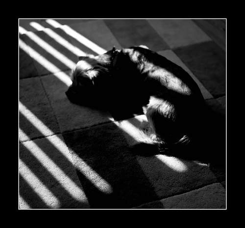 light sleeping shadow bw dog abstract contrast digital dark mono interesting photographer northwest photos edited shapes shades terrier honey bitch excellent ambient moment a200 tones mypics tomo myphotos pedigree greyscale lightroom viewed shading pleasing apperture sonyalpha sonya200 sonya200dslr tomoyzf13