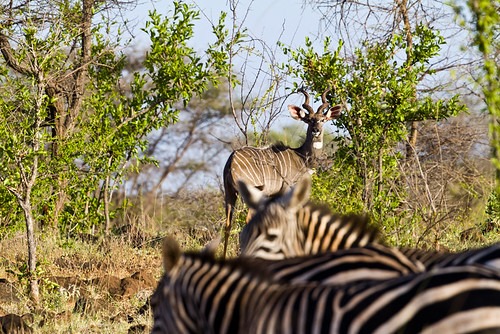 africa antelope geography kenya lesserkudu merunationalpark tragelaphusimberbis animal bovid bovidae clovenhoofed mammals ruminantmammals