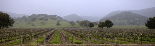 panorama rain landscape vanishingpoint vineyard hills grapes santabarbaracounty