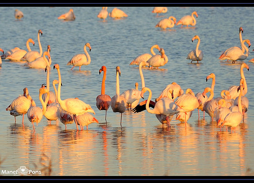 sunrise alba flamingos amanecer catalunya laguna tarragona flamencos matinada llacuna deltadelebre terresdelebre deltadelebro arrozal larapita arrossar tancada flamencs santcarlesdelarapita manolopons manelpons elsalfacs montsiá