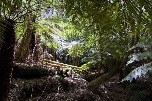 rainforest australia nsw canon40d monganationalpark tokina1116f28atxprodx