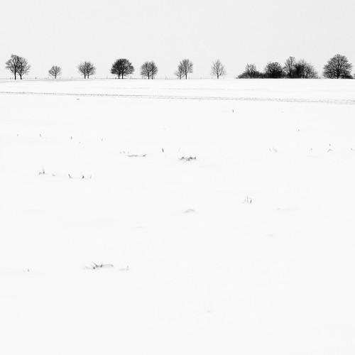 trees bw snow silly nature canon square landscape blackwhite flickr belgium belgique 85mm 500x500 belgïe canonef85mmf18usm
