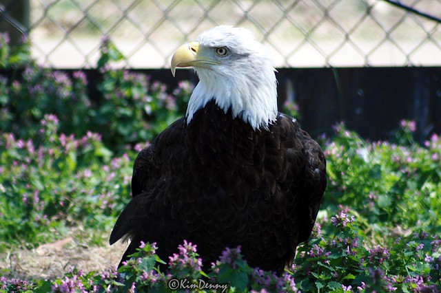 Bald Eagle at Reelfoot Lake