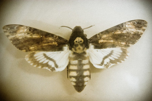 museum sepia bug insect sofia moth bulgaria displaycase deathsheadmoth 1770mm nationalmuseumofnaturalhistoryinsofia nmnhs