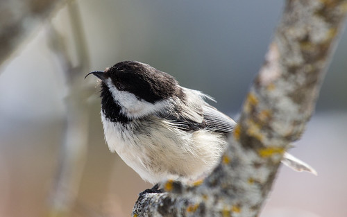 Black-capped Chickadee with deformed bill