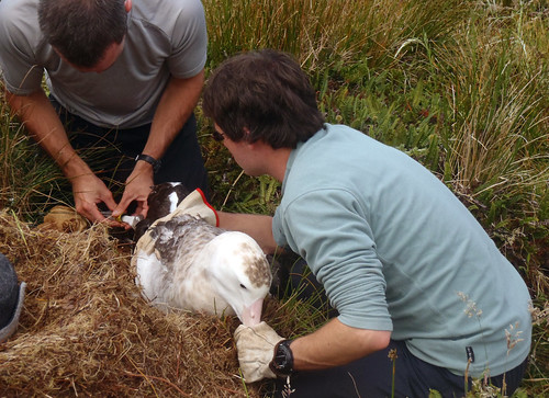 birds tagging albatross gough