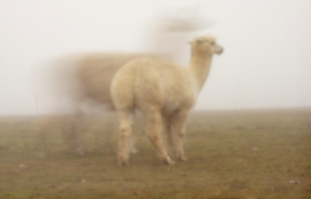 Pinhole photography in the foggy Allgäu highlands