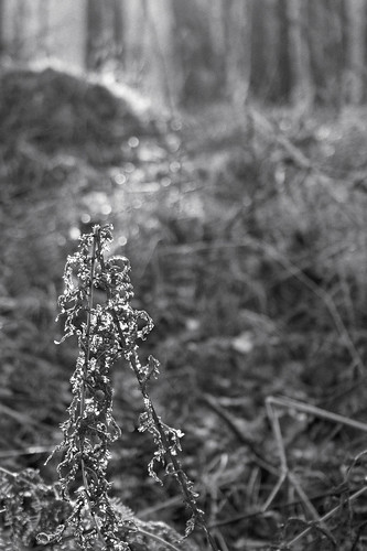 light blackandwhite nature weather closeup landscape scotland spring flora pattern dof arty bokeh argyll seasonal places flare gb dxo minimalist taynuilt inverawe shapeform fernbracken genrearty