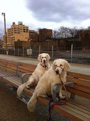 Brooklyn Bridge Park Dogs 25.2.2011