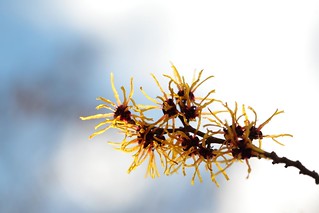 Yellow Witch Hazel Blossoms