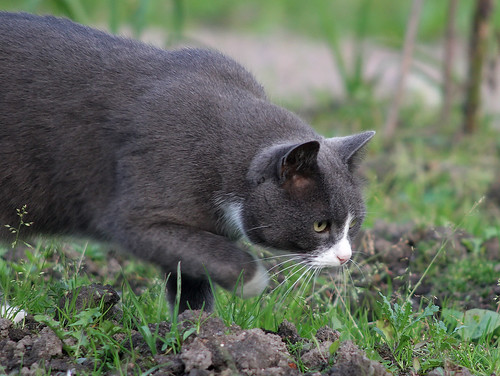 A grey tomcat sneaking