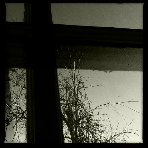 blackandwhite tree window peartree hipstamatic