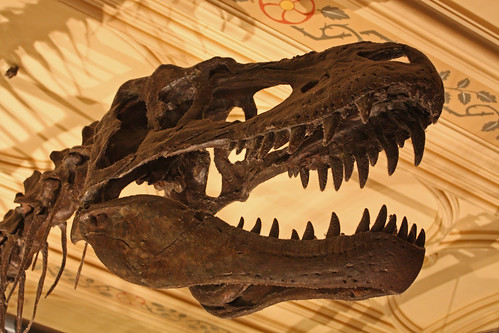 Natural History Museum - Feb 2011 - Dinosaur Silhouette