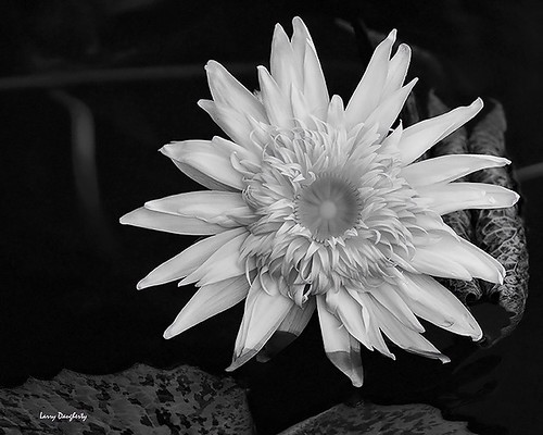 blackandwhite plant flower monochrome nikon louisiana waterlily lily blossom neworleans petal bloom botanicalgarden neworleansbotanicalgarden d700