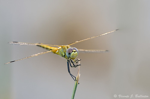 insectos macro dragonfly libélula peregrino27macro