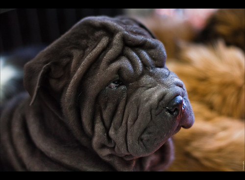 dog chien dogs canon puppy 50mm expo exposition dogshow sharpei chiot chiens lightroom 50mm18ii drey plis expocanine 50mmf18ii canon50mm18ii canon450d expositioncanine 50mmcanon50mmf18ii plisséfinalflickr