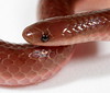 <a href="http://www.flickr.com/photos/pcoin/5558601434/">Photo of Carphophis amoenus by cotinis</a>