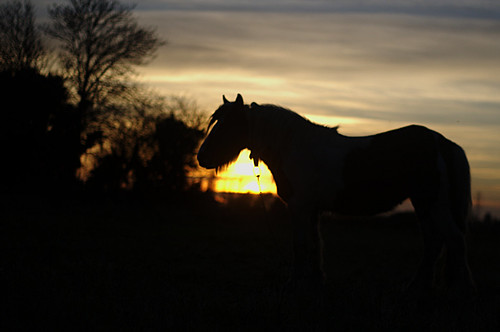 sunset sky horse silhouette 50mm pony gypsy eastanglia wisbech thefens