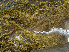 Seaweed on rocks at Buchanan beach