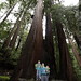 nick, sean & sequoia in the heritage grove redwoods