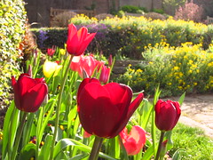 Tulips in the Sunken Garden in Cannizaro Park, Wimbledon