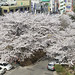벚꽃/Cherry blossom/개포동/Gaepo-dong