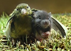 bird and mouse
