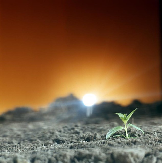 Jong plantje bij kunstlicht / Young plant in artificial light from Flickr via Wylio