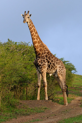 southafrica giraffe d300 thulathula nikkor70200mmf28gedvrii
