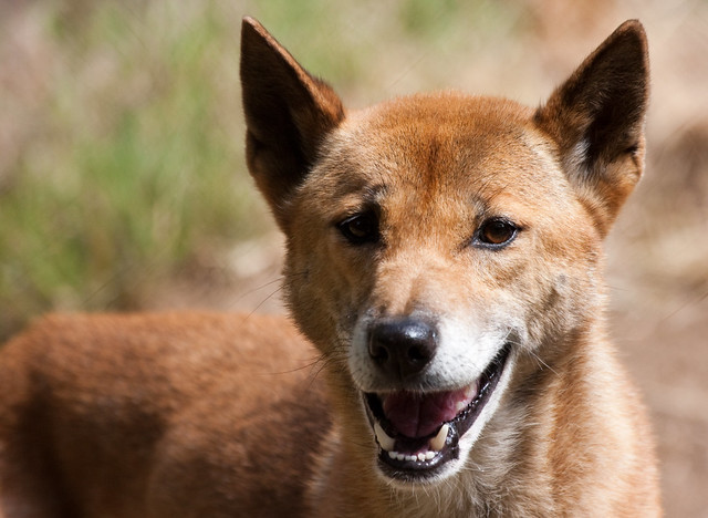 First photo of rare, wild New Guinea singing dog in 23 years