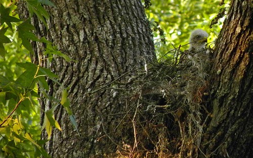 birds nest hawk wildlife buteo lineatus