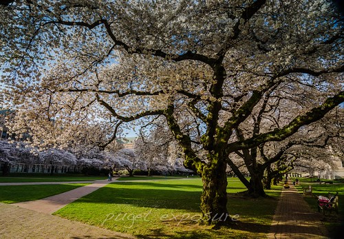 Univerity of Washington Cherry Blossoms 2014