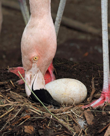 Flamingo tending to its egg at Woodland Park | Flickr ...