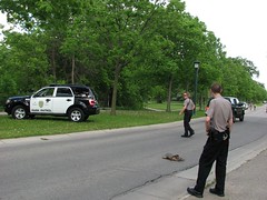 Minneapolis Park Police Park Patrol assist snapping turtle in safely crossing the road near Minnehaha Falls