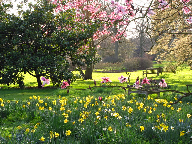Magnolia Trees and Daffodils at Kew Gardens