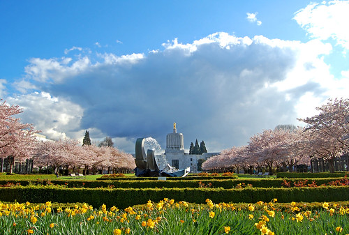 flowers flower tree clouds oregon cherry spring view capital capitol april 桜 sakura salem viewing hanami 花見 d40 edmundgarman