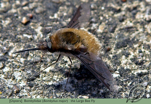 insect photography daylight spring diptera beefly bombyliusmajor bombyliidae lesbooth